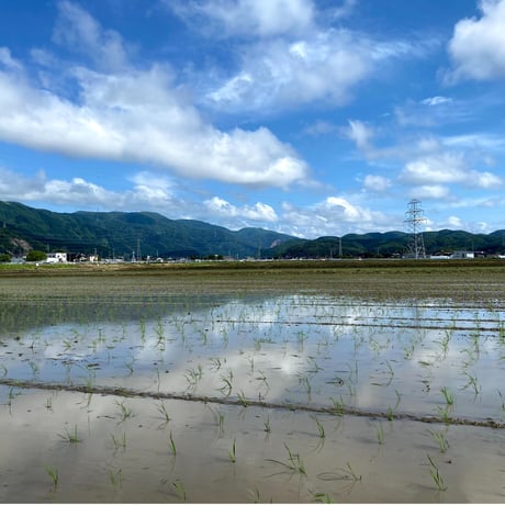 美味しさトップクラスのお米【石川県産特別栽培コシヒカリ「白山銀嶺米」令和7年産】精米10㎏/玄米10㎏