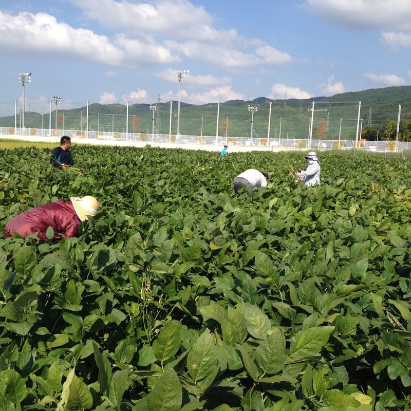 石川県産特別栽培「いのくち大豆」R6年産】品種:里のほほえみ 石川県産特別栽培「いのくち大豆」R6年産】品種:里のほほえみ