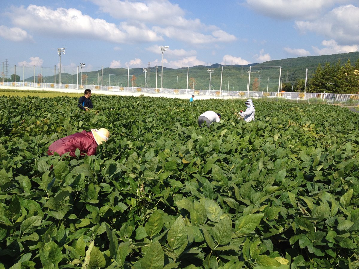 石川県産特別栽培「いのくち大豆」R6年産】品種：里のほほえみ(600g