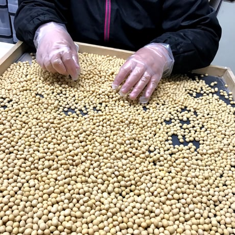【石川県産特別栽培「いのくち大豆」R7年産】品種：里のほほえみ(600g) {ポスト便送料込}