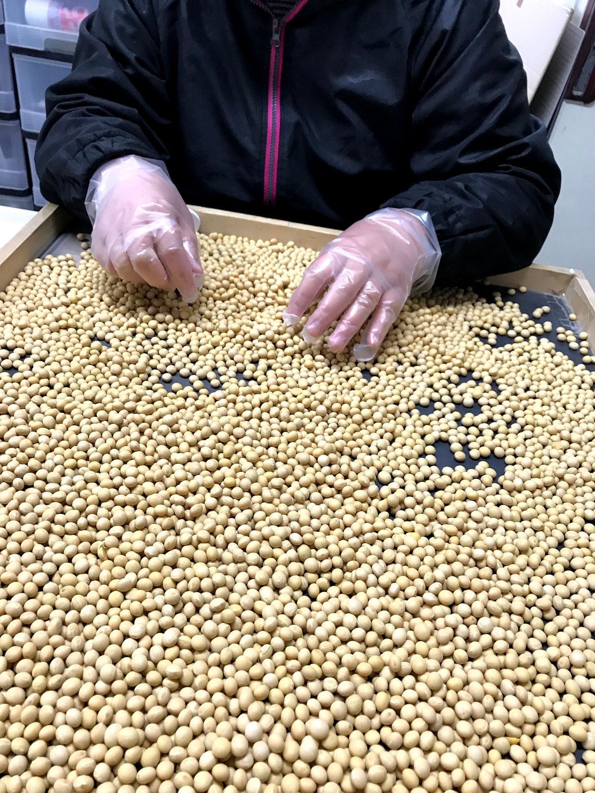 石川県産特別栽培「いのくち大豆」R6年産】品種:里のほほえみ 石川県産特別栽培「いのくち大豆」R6年産】品種:里のほほえみ