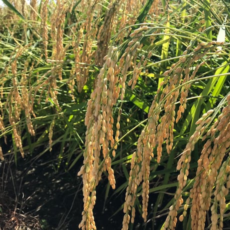 美味しさトップクラスのお米【石川県産特別栽培コシヒカリ「白山銀嶺米」令和7年産】精米10㎏/玄米10㎏