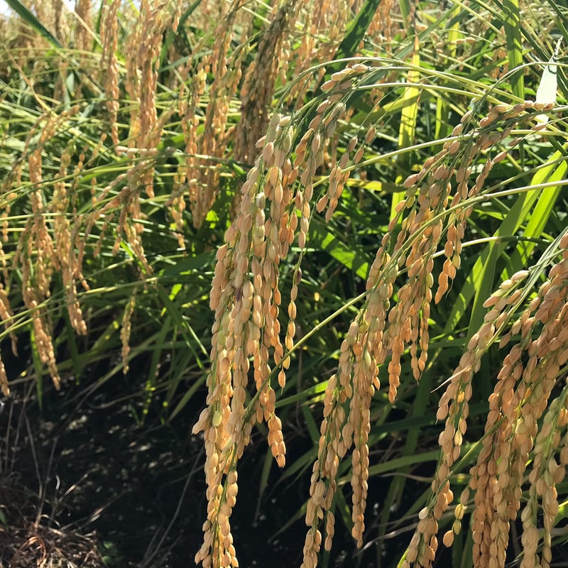 美味しさトップクラスのお米【石川県産特別栽培コシヒカリ「白山 美味しさトップクラスのお米【石川県産特別栽培コシヒカリ「白山