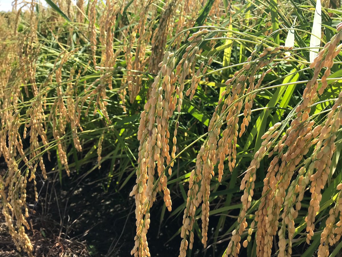 美味しさトップクラスのお米【石川県産特別栽培コシヒカリ「白山銀嶺米