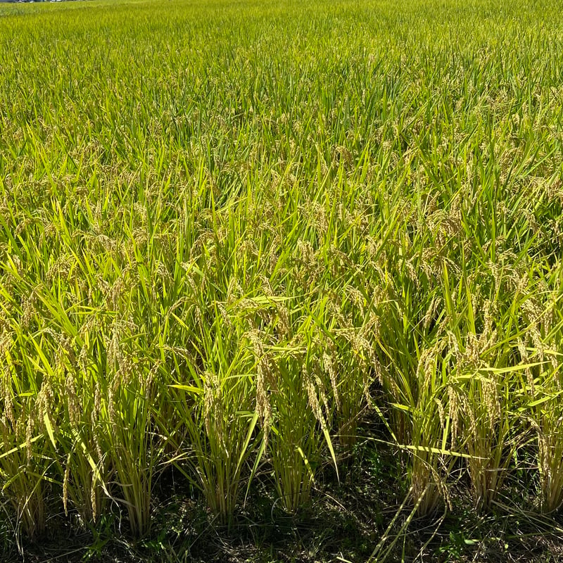 農薬化学肥料除草剤不使用【石川県産コシヒカリ「金穂波」令和7年産