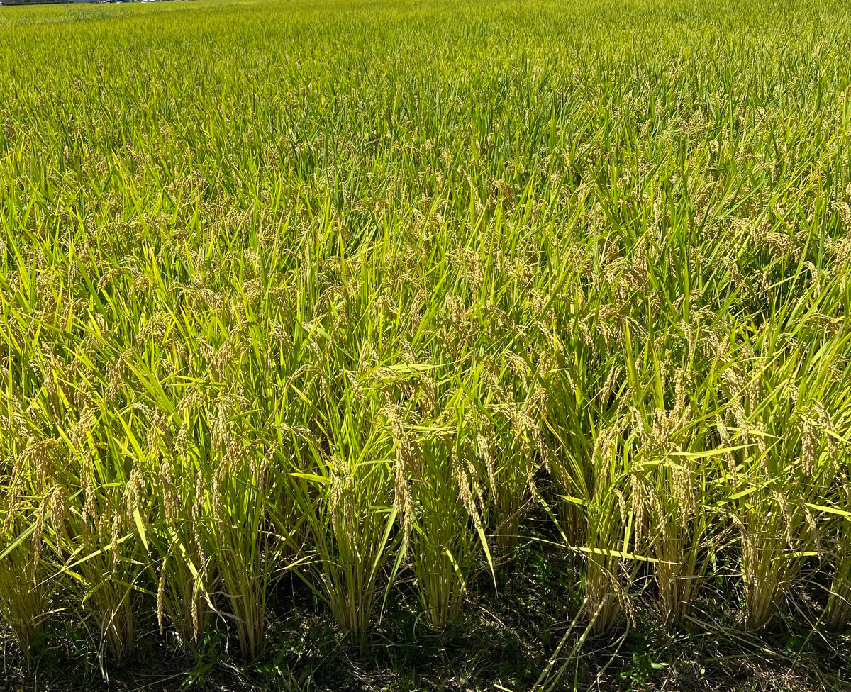 農薬化学肥料除草剤不使用【石川県産コシヒカリ「金穂波」令和7年産