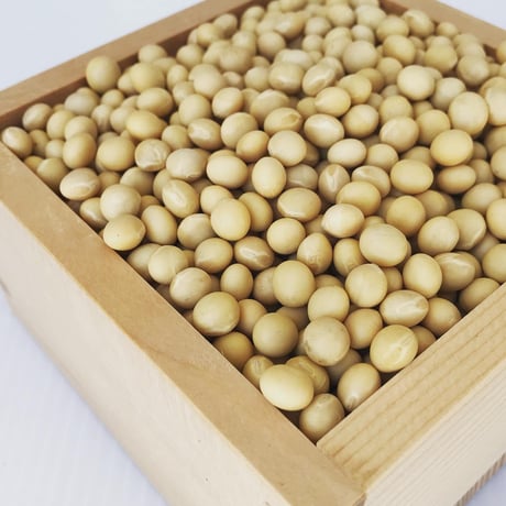 【石川県産特別栽培「いのくち大豆」R7年産】品種：里のほほえみ(600g) {ポスト便送料込}