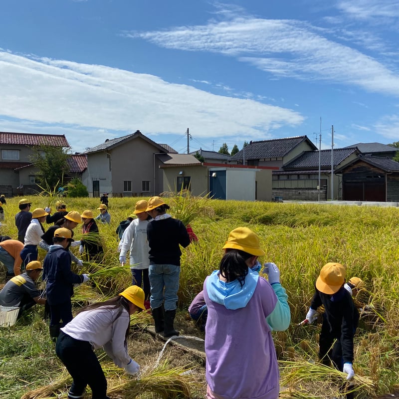 農薬化学肥料除草剤不使用【石川県産コシヒカリ「金穂波」令和7年産