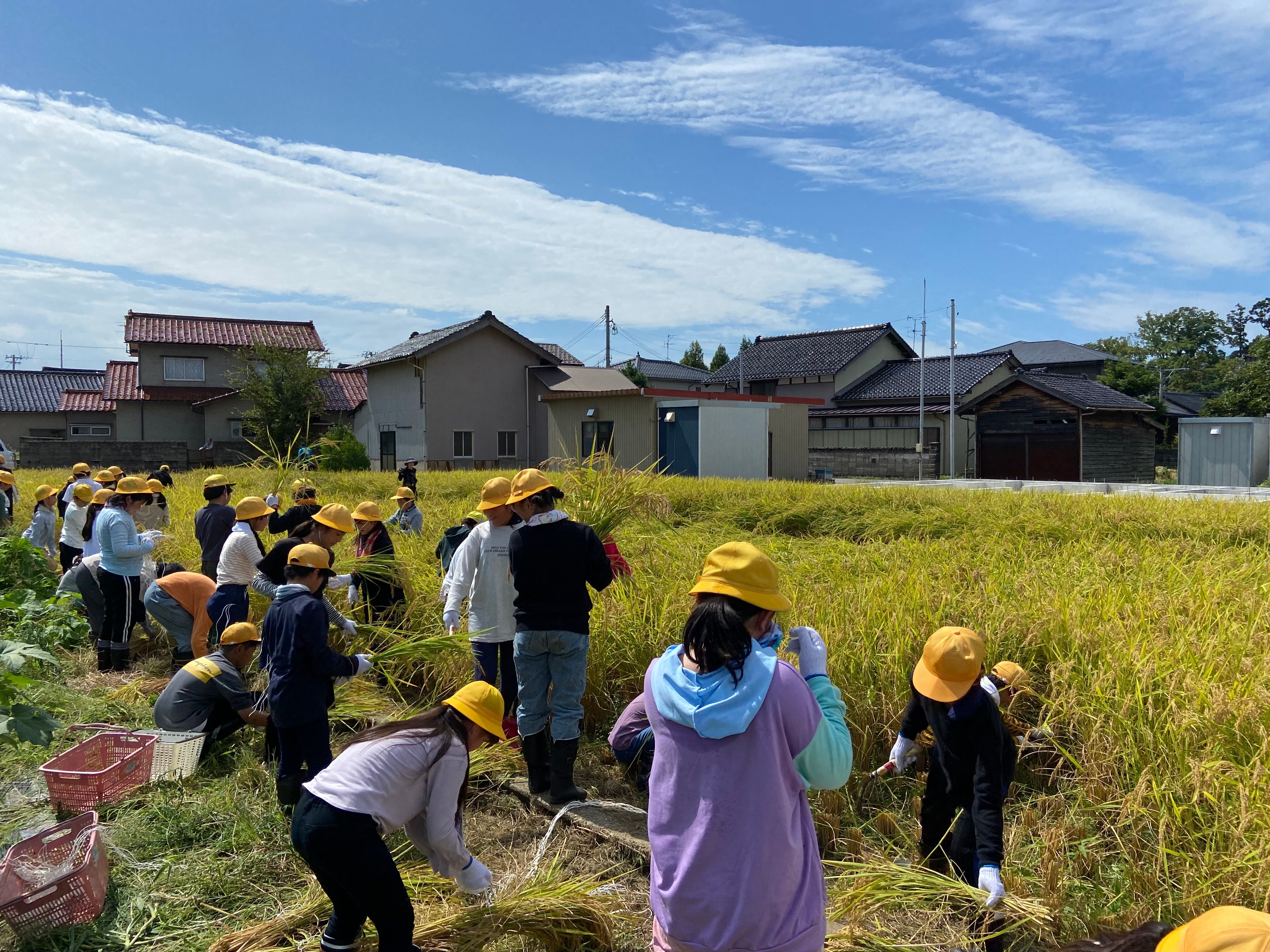 農薬化学肥料除草剤不使用【石川県産コシヒカリ「金穂波」令和7年産