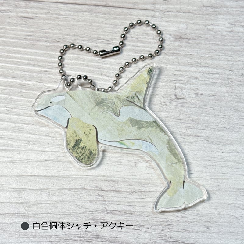 アクリルキーホルダー・シャチ白色個体 | クジラの雑貨屋さん