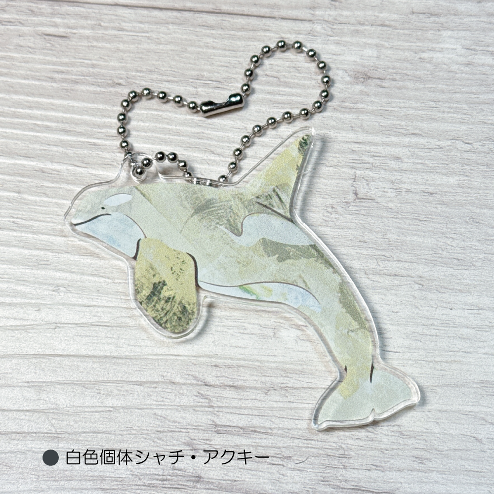 アクリルキーホルダー・シャチ白色個体 | クジラの雑貨屋さん
