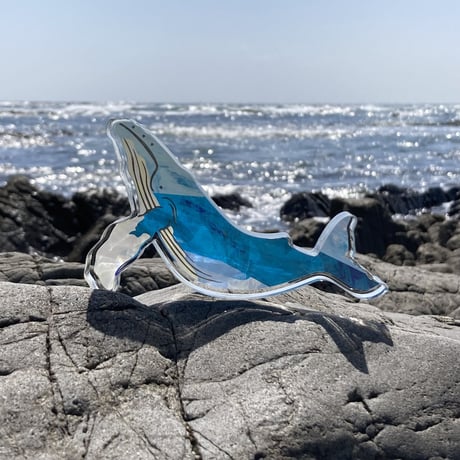 クジラ・アクスタ（マッコウクジラ）