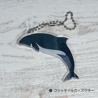 アクリルキーホルダー・コシャチイルカ