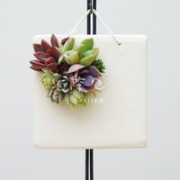 多肉植物のタブロー（TABLEAU）壁掛け　10cm×10cm　※9/1現在、お届けまで1か月予定