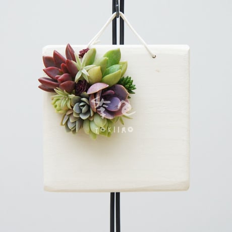多肉植物のタブロー（TABLEAU）壁掛け　10cm×10cm　※9/1現在、お届けまで1か月予定