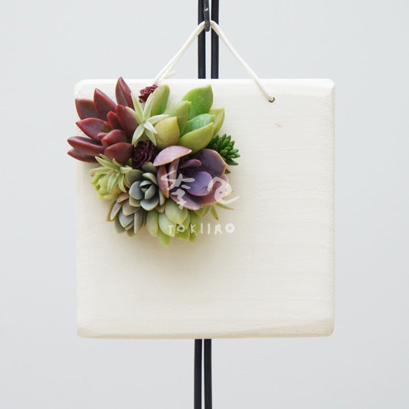 多肉植物のタブロー（TABLEAU）壁掛け 10cm×10cm ※9/1現在、お届けまで