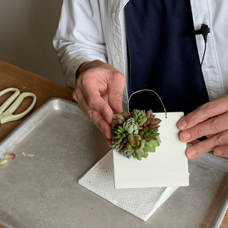 TOKIIROタブロー制作キット　多肉植物切り芽付