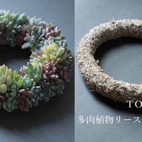 【 2023 NEW 】TOKIIRO多肉植物のリース制作キット　多肉植物切り芽80芽付 　完成サイズ約Φ18センチ-20センチ