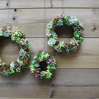 Wreath 多肉植物のリースS　※11/1現在、お届けまで1か月前後予定