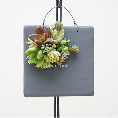 多肉植物のタブロー（TABLEAU）壁掛け　10cm×10cm　※9/1現在、お届けまで1か月予定