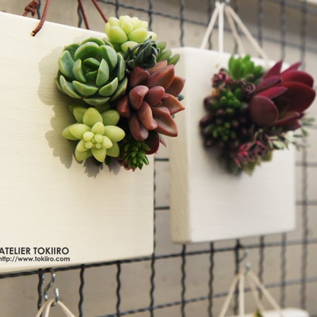 多肉植物のタブロー（TABLEAU）壁掛け　10cm×10cm　※9/1現在、お届けまで1か月予定