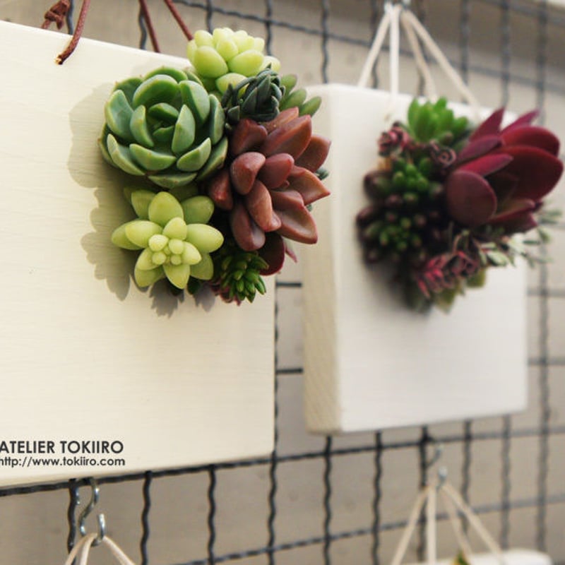 多肉植物の壁掛け 【公式通販】