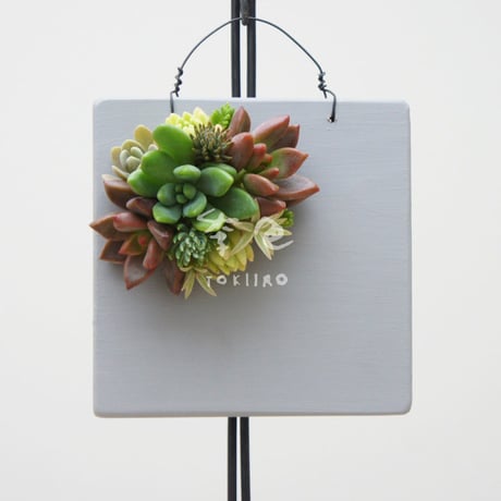 多肉植物のタブロー（TABLEAU）壁掛け　10cm×10cm　※9/1現在、お届けまで1か月予定