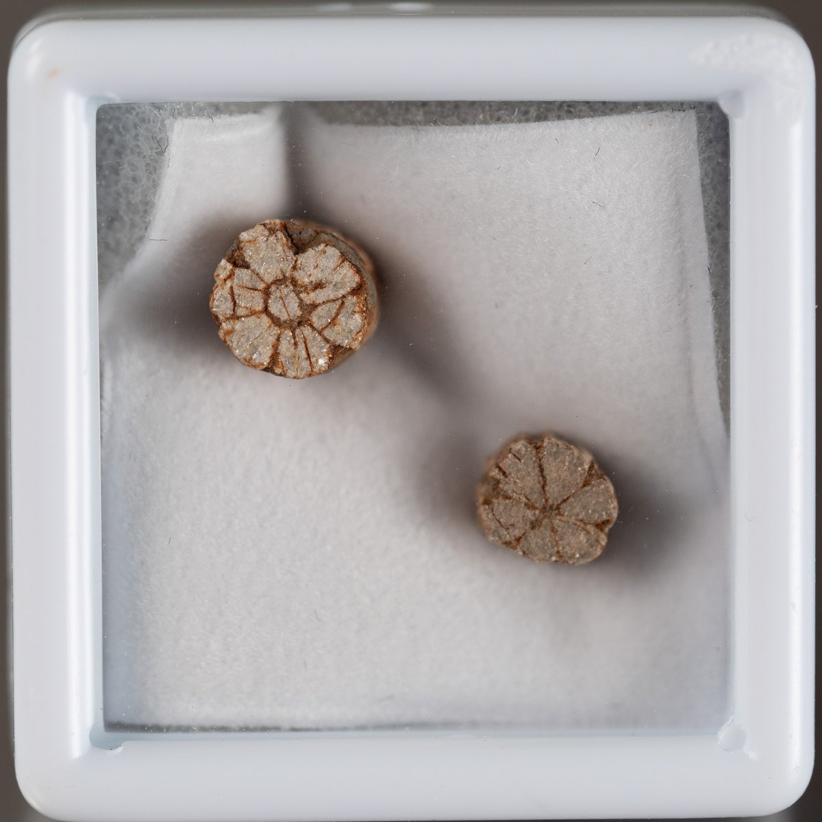 桜石 セット 39707 | mineralhonpo