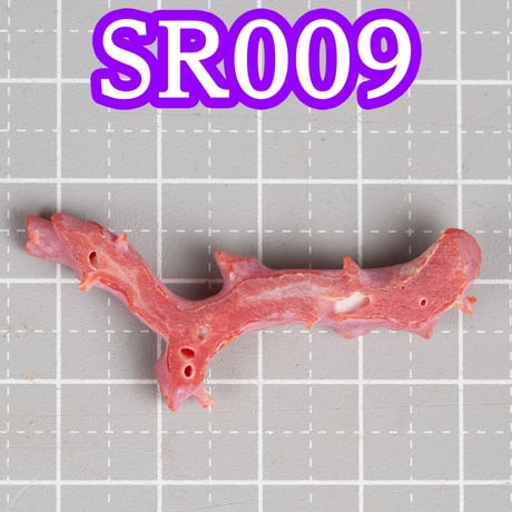血赤珊瑚研磨セット　(国産珊瑚を磨いてブローチを作ろう！)