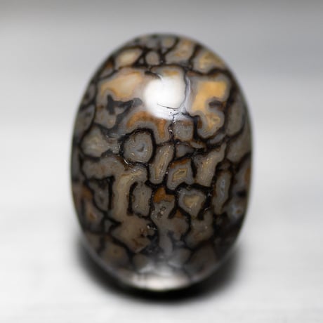 ダイナソーボーン　ルース　M064