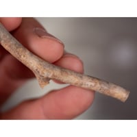 希少 深海松 青珊瑚 風鎮 希少 深海松 青珊瑚 風鎮 希少 深海松 青珊瑚