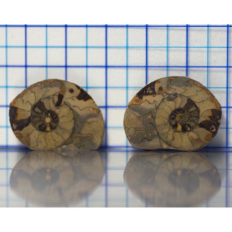 アンモナイト　貝などセット 楽天市場】化石 アンモナイト（おもちゃ）の通販