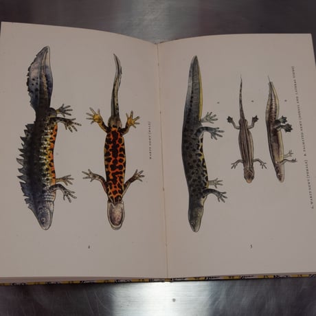 インゼル文庫　no.54   Das klein Buch der Edelsteine   3722