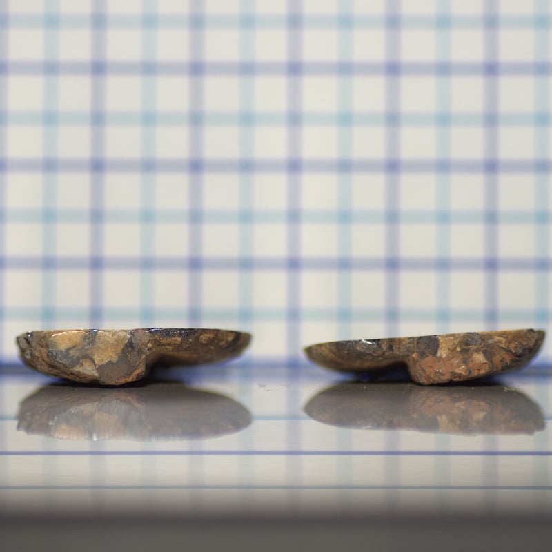 アンモナイト⑥ カブト・クワガタ専門店 BEETLE GARDEN on X