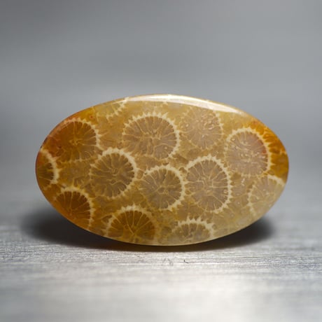 CATEGORY フォッシルコーラル | mineralhonpo