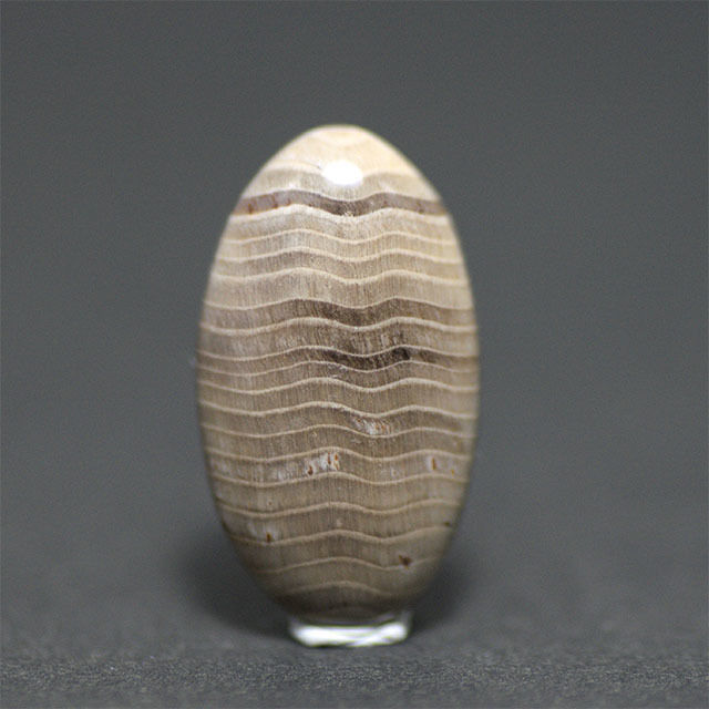 ☆特選一品☆希少☆格安☆木の化石【15-15.4mmペトリファイド