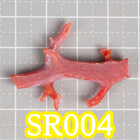 血赤珊瑚研磨セット　(国産珊瑚を磨いてブローチを作ろう！)