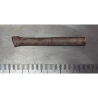 深海松　未研磨原木　39221