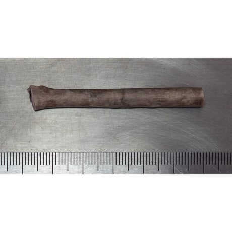 深海松(ふかみる) レア 長さ17㎝×太さ2~4㎝