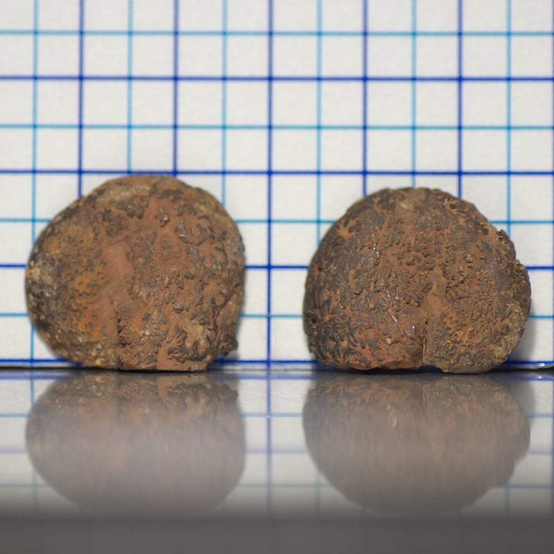 【インテリア】　アンモナイト？？ Majestic Nights ボックス (プレート付) | リヤドロ公式オンライン