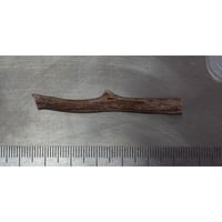 深海松　未研磨原木　39222