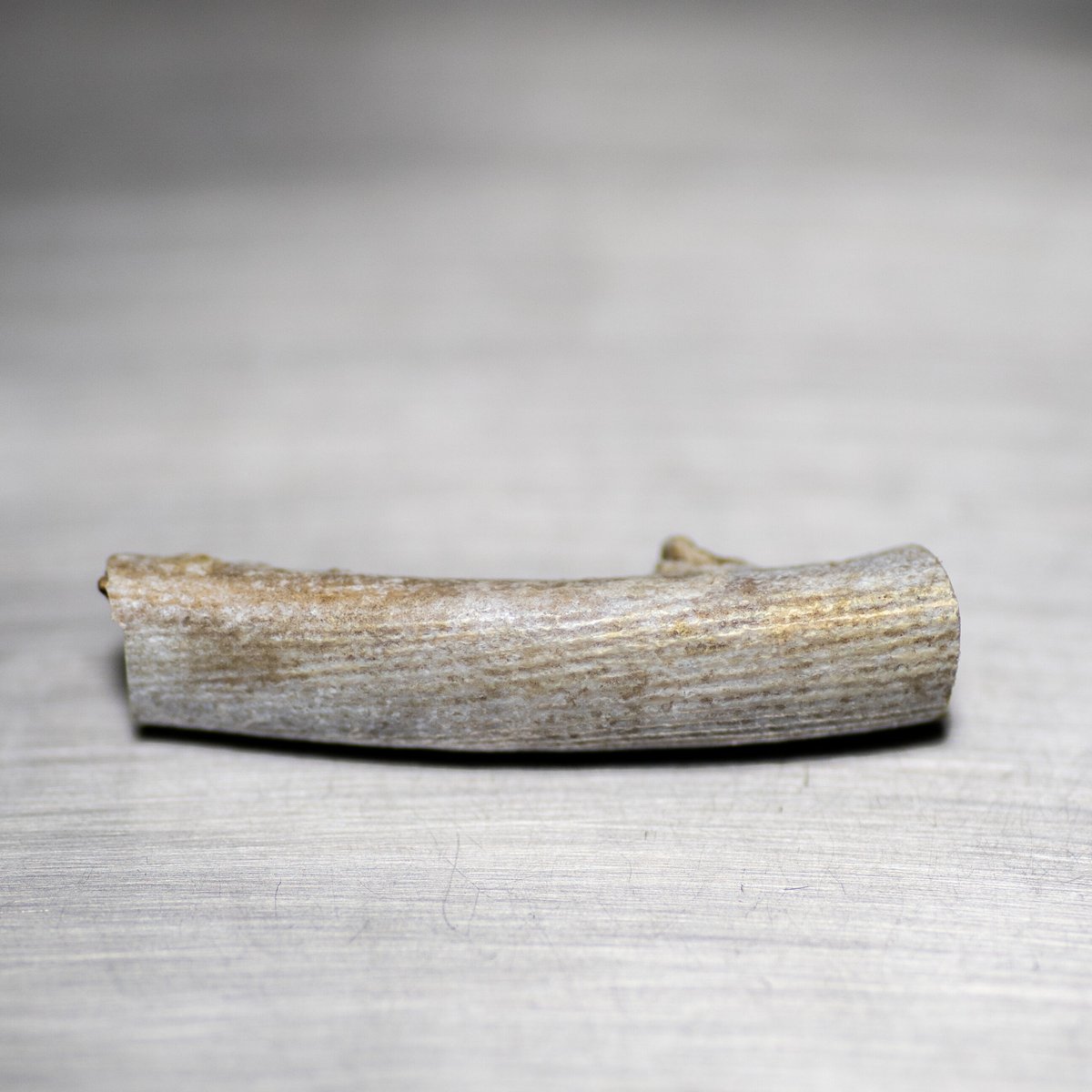 希少な海松・深海松  原木  長さ約85㎝・重さ約4.5kg／根付・アクセサリー・加工品材としても 希少な海松・深海松 原木 長さ約85㎝・重さ約4.5kg／根付