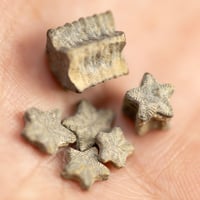 ウミユリの化石　296011