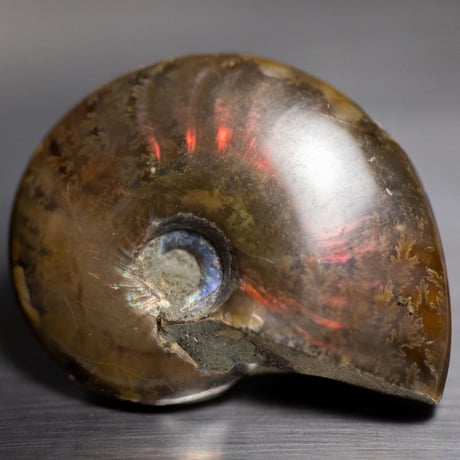 アンモナイト　貝などセット アンモナイトの通販 | iichi 日々の暮らしを心地よくする