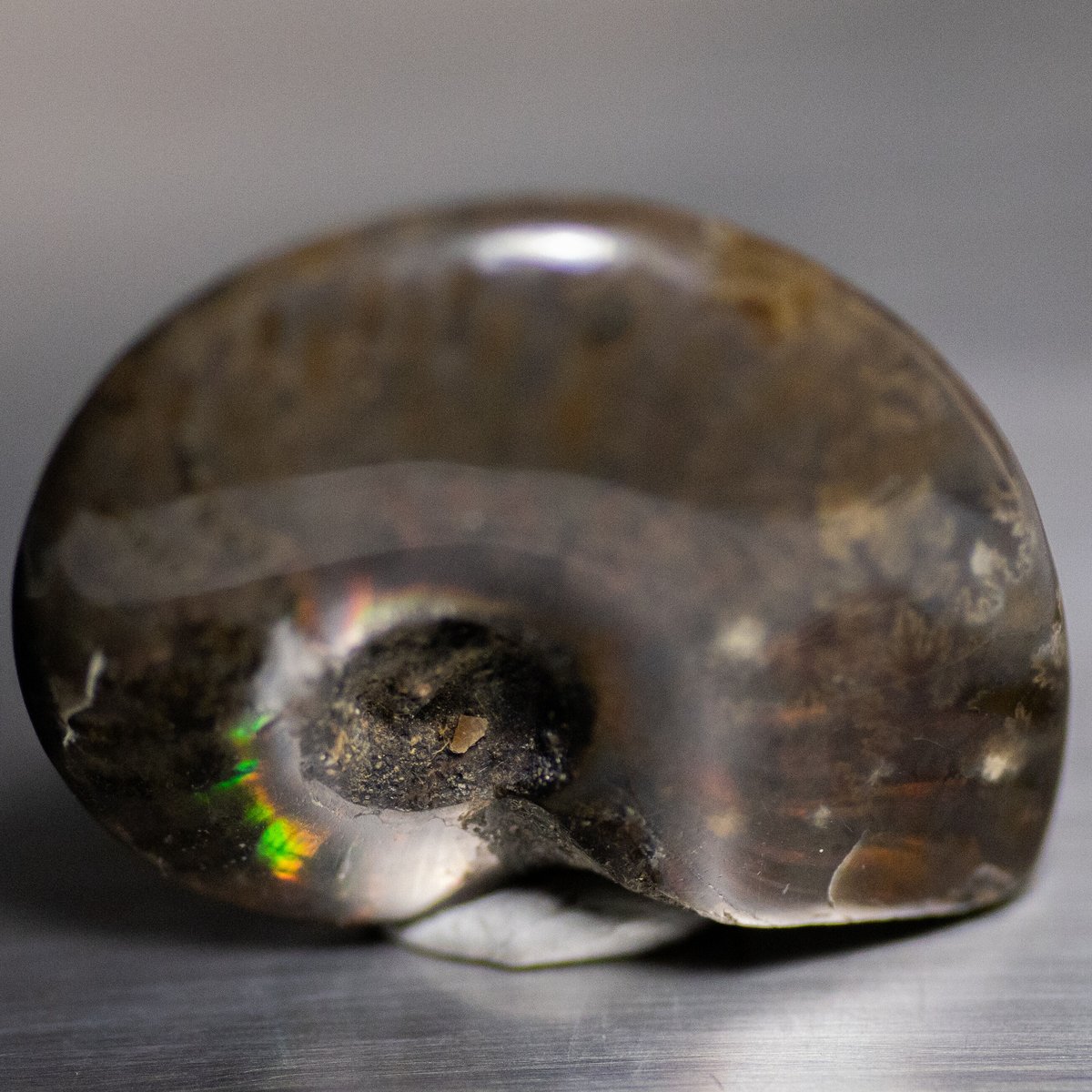 アンモライト 275003 | mineralhonpo