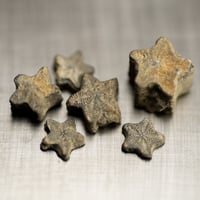 ウミユリの化石　296010