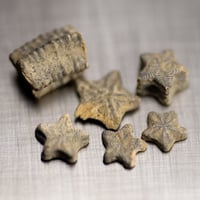 ウミユリの化石　296009