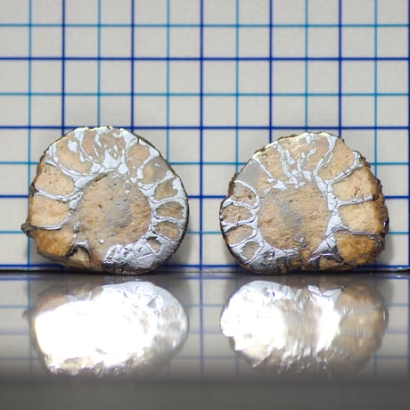 アンモナイト 貝などセット ammoset001-1.jpg