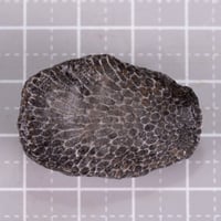 フォッシルコーラル　未研磨原石　M0367
