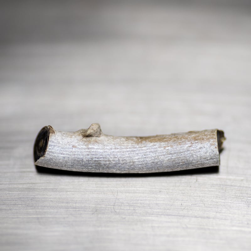 深海松 原木 希少珊瑚 ☆深海松 海松 海松 深海松 レインボーコーラル